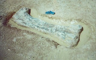Fémur de dinosaure