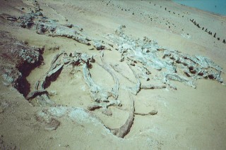Un autre dinosaure