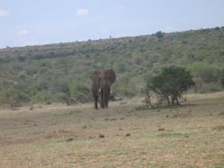 éléphant
