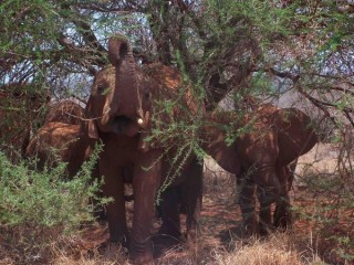 Elephants