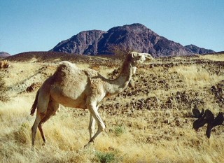 Un dromadaire entravé