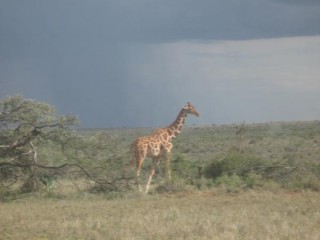 Girafe