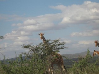 Girafe