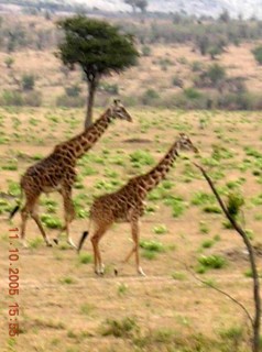 Girafes