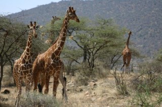 Girafes