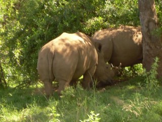 Jeu de rhinocéros
