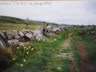 L'Aubrac de Jonquilles