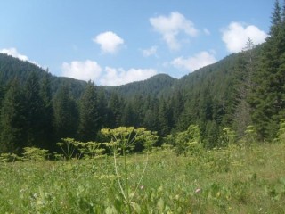 La forêt