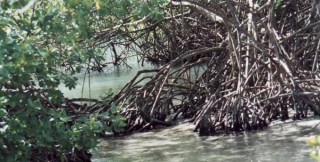 La mangrove La mangrove