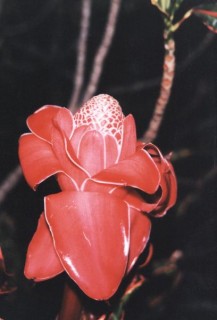 La rose de porcelaine
