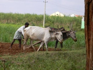 Labourage