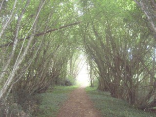 Le chemin en Vendée
