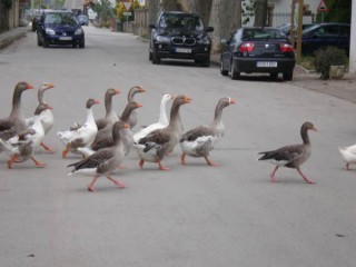 Le chemin est à tout le monde