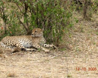 Leopard