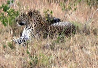 Leopard