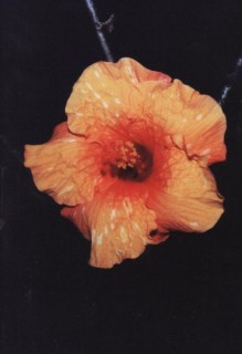 L'hibiscus