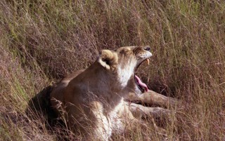 Lionne