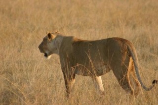Lionne blessée