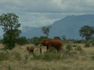 Maman et bébé éléphant au Tsavo Est Maman et bébé éléphant au Tsavo Est