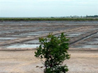 Marais salants