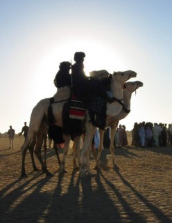 Méharis touaregs Méharis touaregs