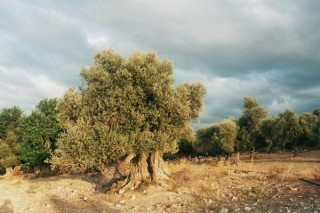 Oliviers (vers arkadi)