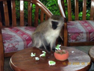 Petit singe gourmand