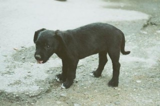 Pôvre chien-chien assoiffé (Cnossos)