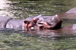 Qu'il fait bon dans l'eau