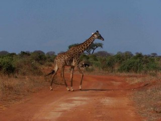 Safari