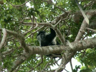 Singe à l'hôtel