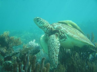 Snorkeling Snorkeling