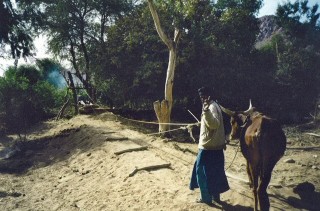 Pour tirer l'eau du puit, un boeuf