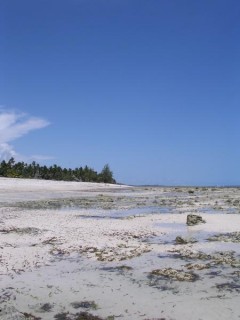 Tiwi