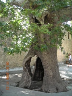 Vrondisi