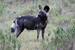 Wild dog