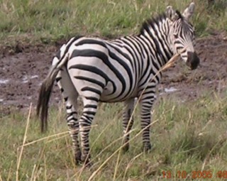 Zebre