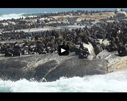 La colonie d'otaries de Duiker Island (1/3)