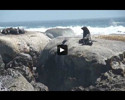 La colonie d'otaries de Duiker Island (2/3)