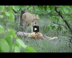 Couple de lions au parc Kruger