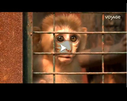 Sanjay Gandhi, un centre pour les animaux en Inde