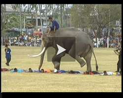 Dressage d'lphants en Thalande