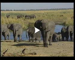 Les lphants du Botswana