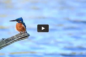 La Brenne, un lieu unique pour l'observation des oiseaux