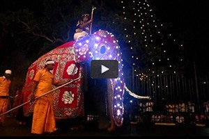 Dfil d'lphants pour la fte de Perahera  Kandy