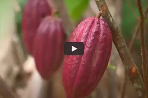 Cacao et caf, les saveurs dexception du Prou